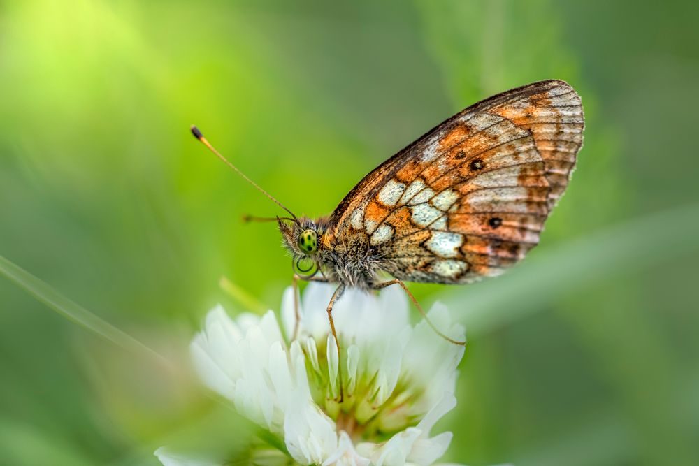 Butterfly resting on a flower — illustrative stock photo, not the listed venue