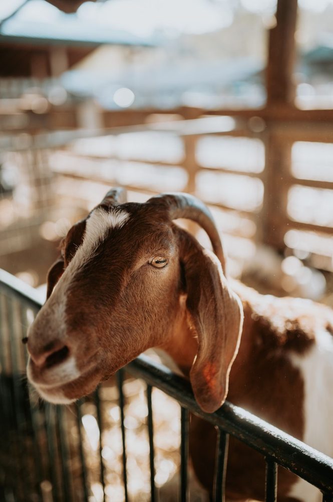 A goat looking over a farm fence — illustrative stock photo, not the listed venue