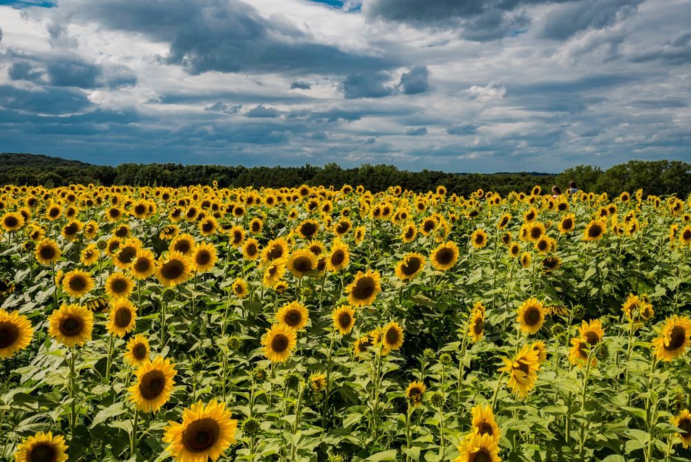 A field of sunflowers — illustrative stock photo, not the listed venue
