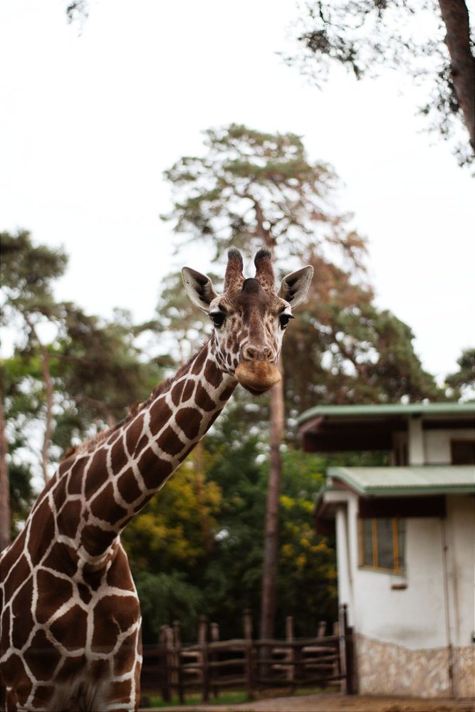 Giraffe surrounded by greenery — illustrative stock photo, not the listed venue